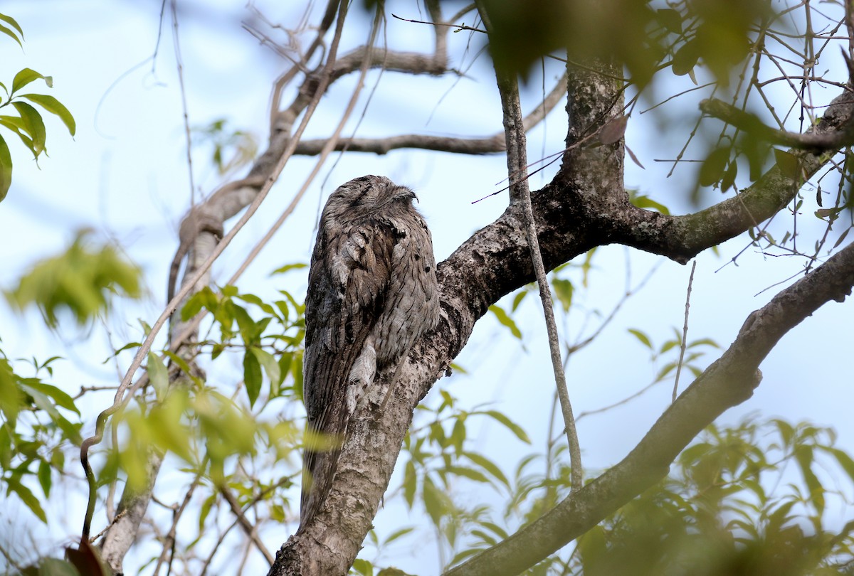 potu středoamerický (ssp. jamaicensis/abbotti) - ML161838791