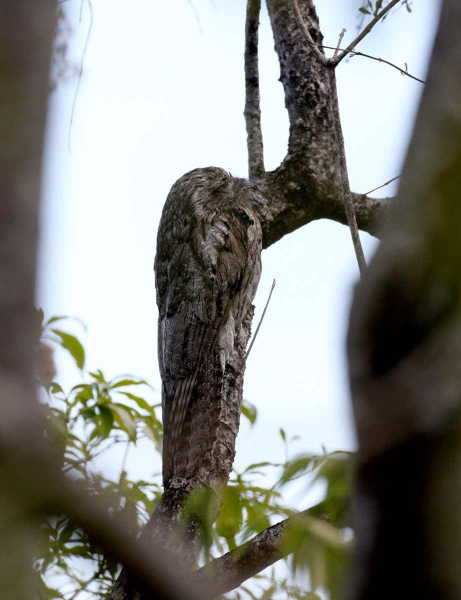 Northern Potoo (Caribbean) - ML161839011