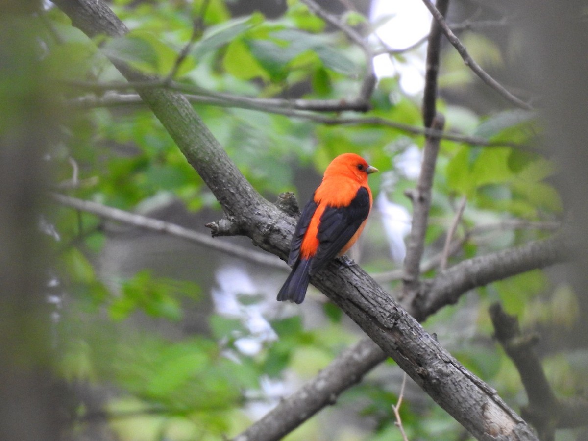 Scarlet Tanager - ML161839751