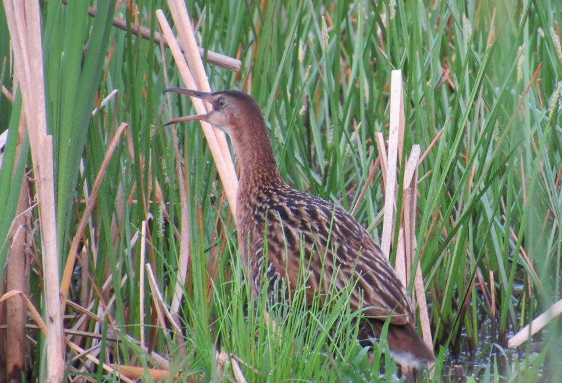 King Rail - John Manger