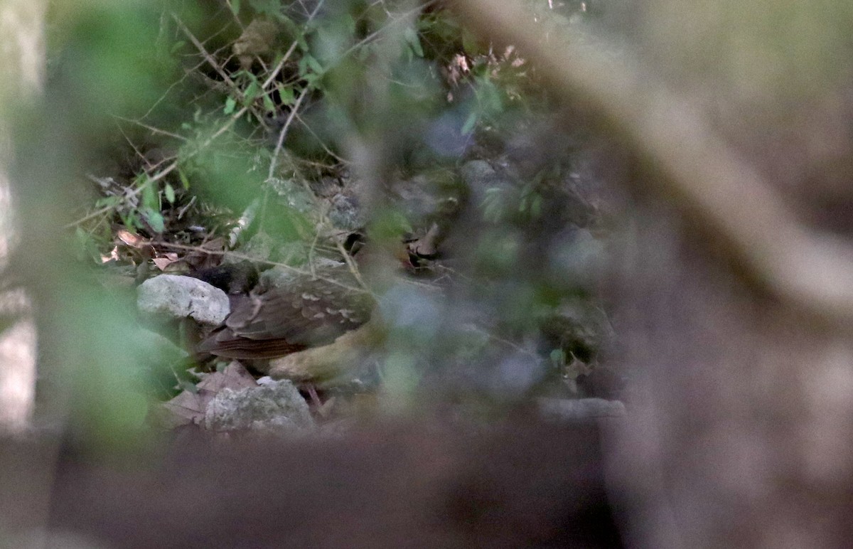 holub hnědočervený (ssp. montana) - ML161840911