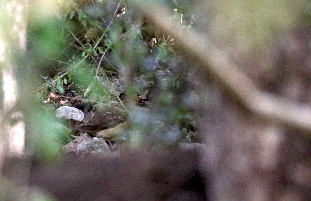 Ruddy Quail-Dove (Ruddy) - ML161840951