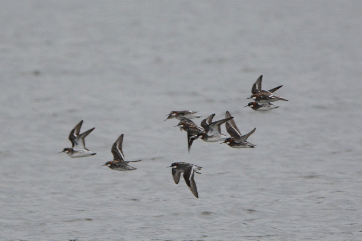 Red-necked Phalarope - ML161841011