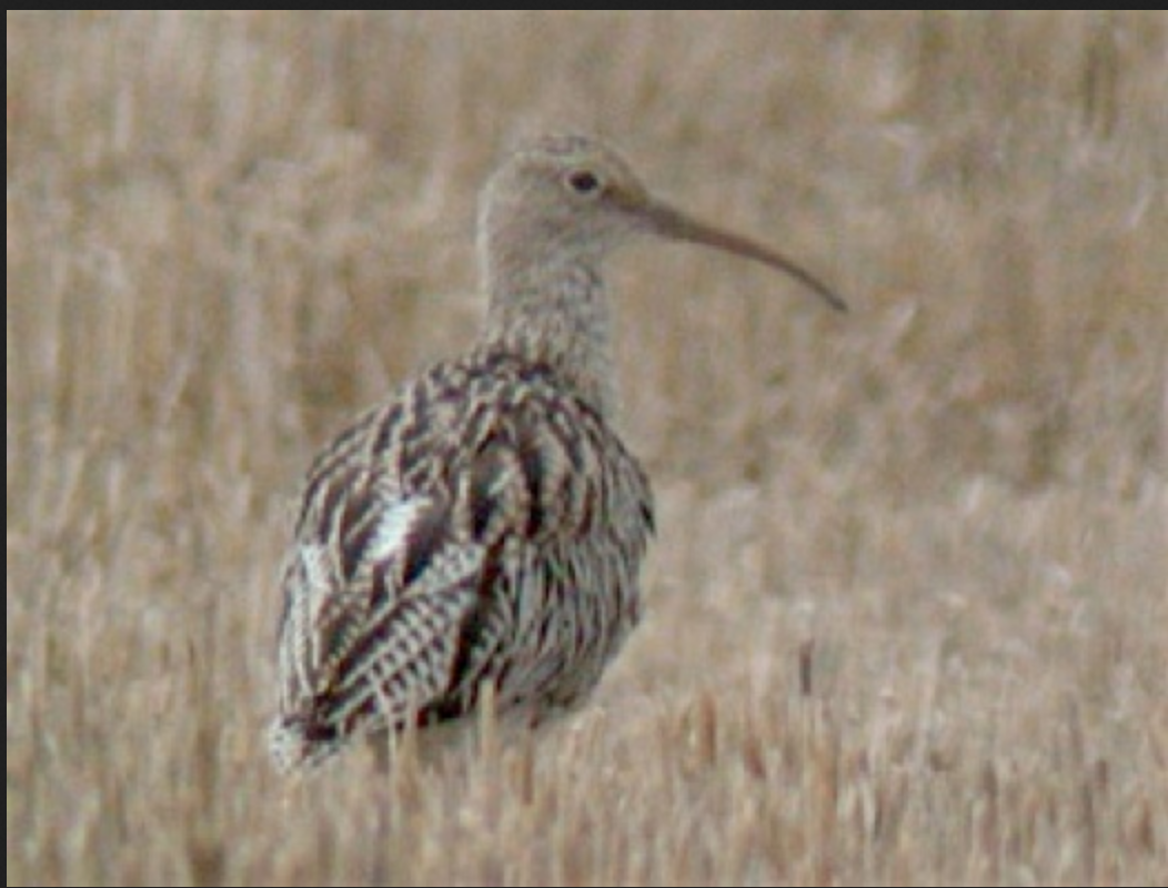 Eurasian Curlew - ML161844301