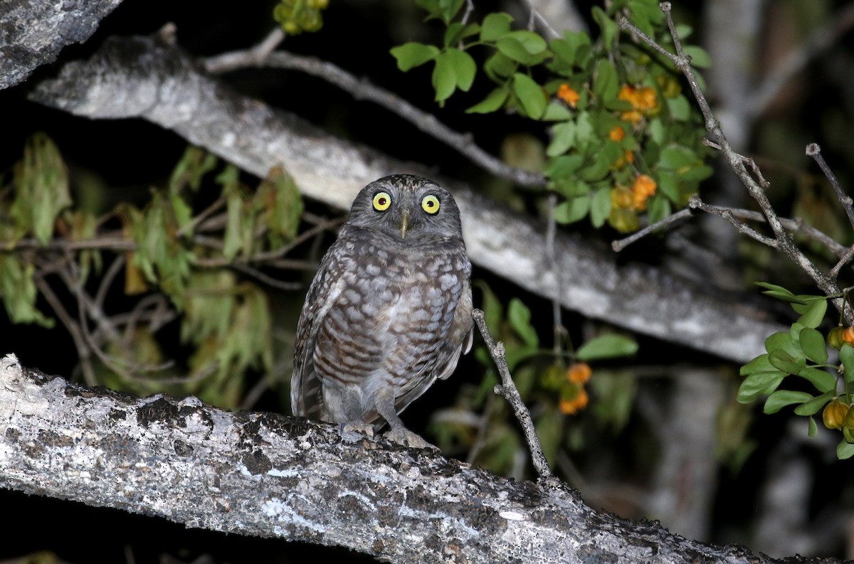 Burrowing Owl (guadeloupensis Group) - Jay McGowan