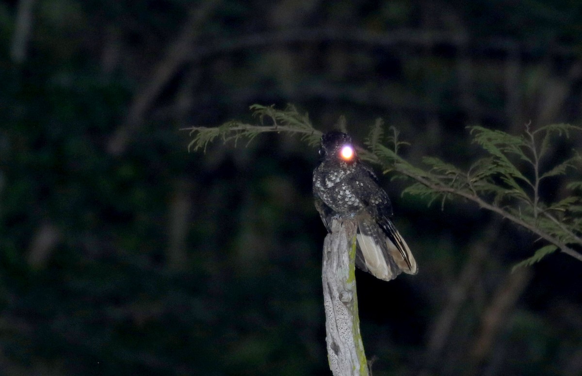 Hispaniolan Nightjar - ML161845251