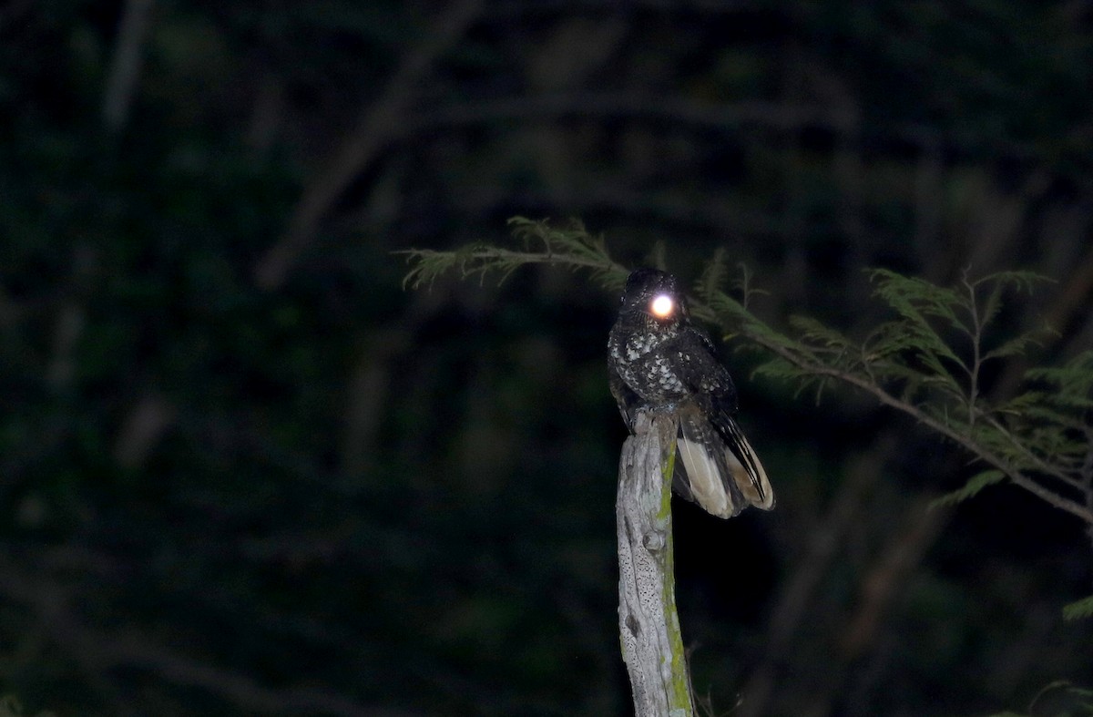 Hispaniolan Nightjar - ML161845281