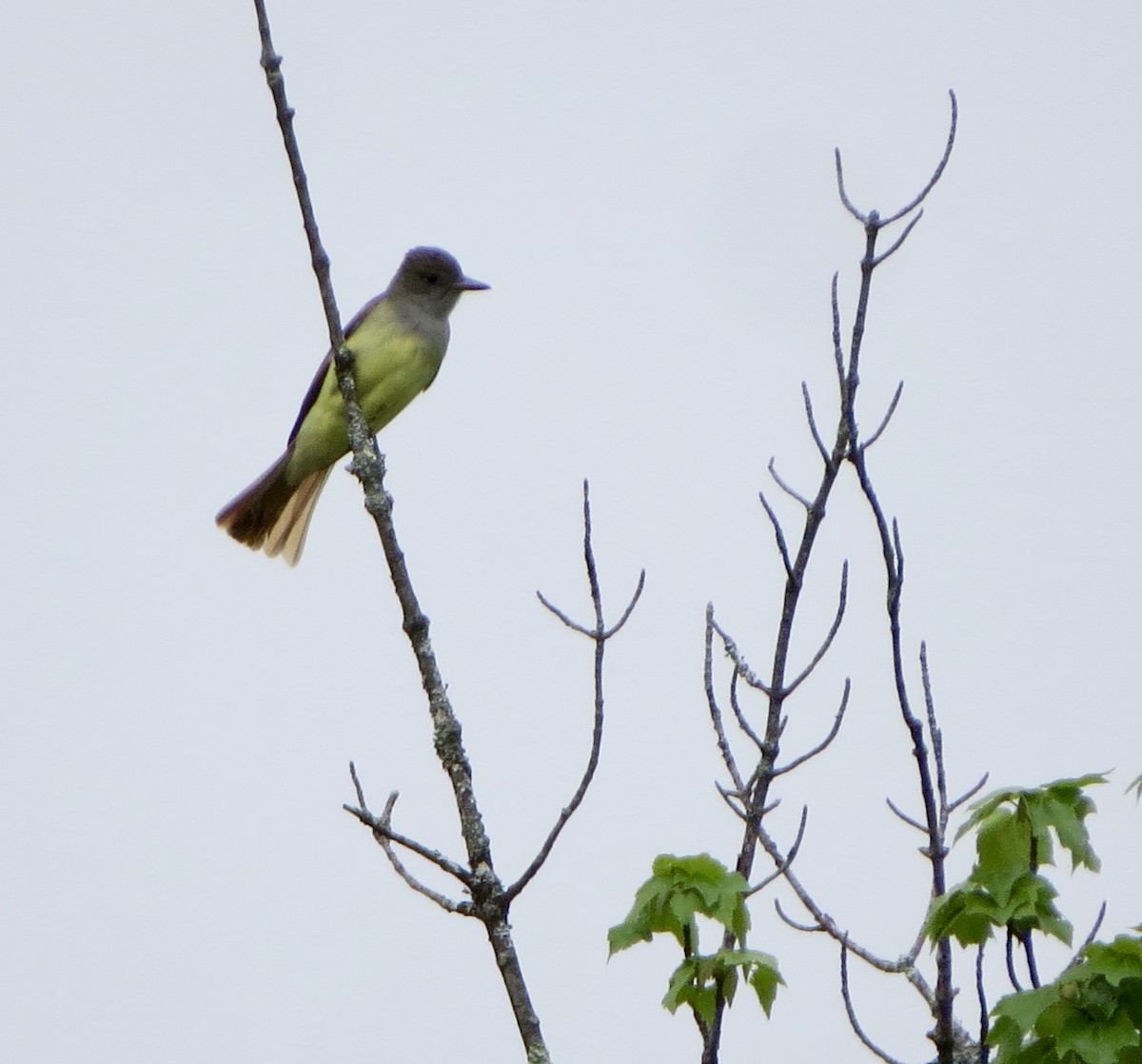 Great Crested Flycatcher - ML161845751