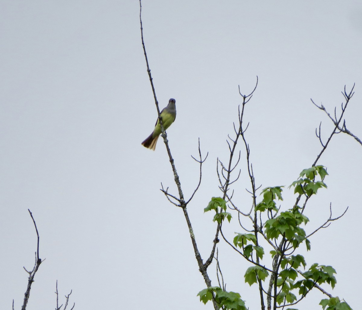 Great Crested Flycatcher - ML161845761