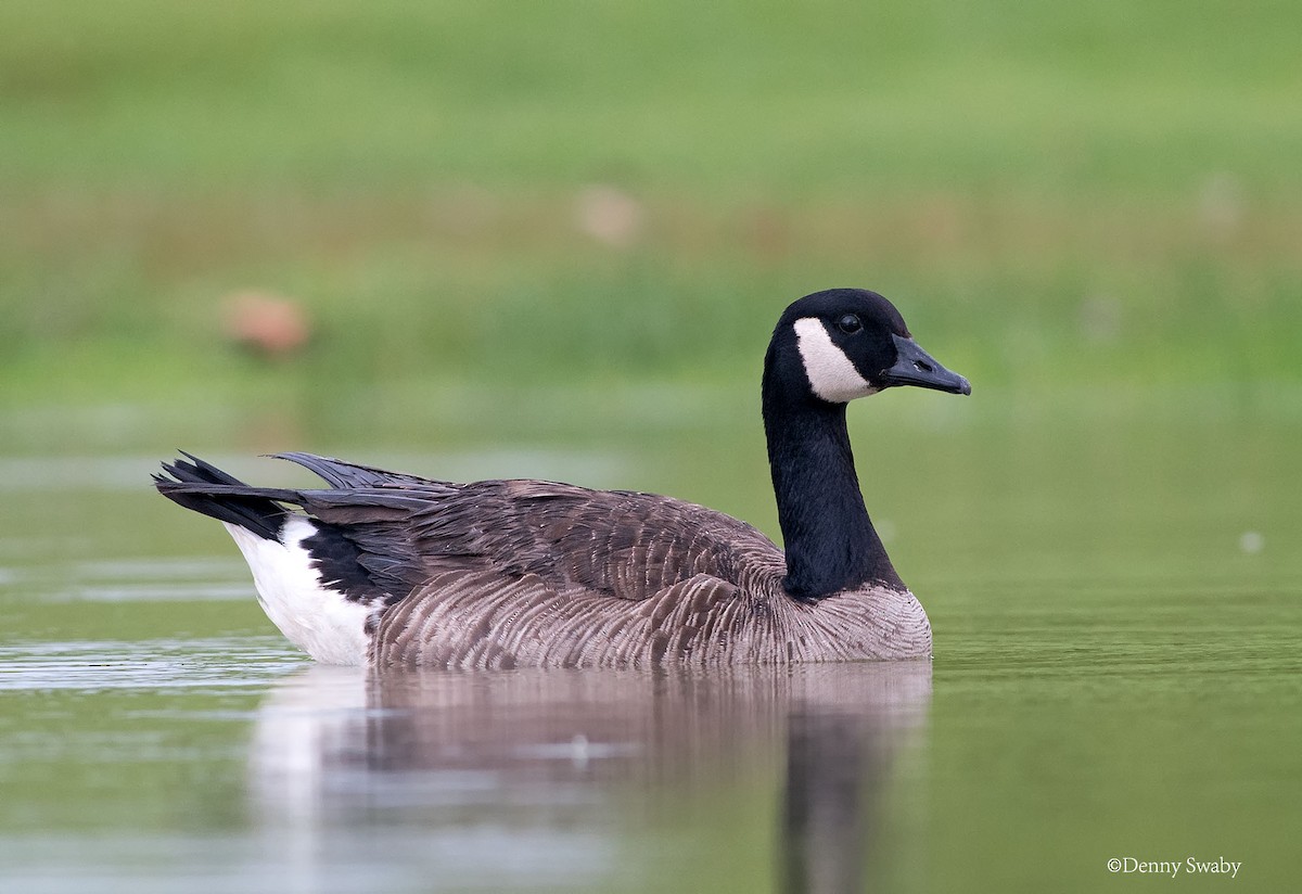 Canada Goose - ML161845881