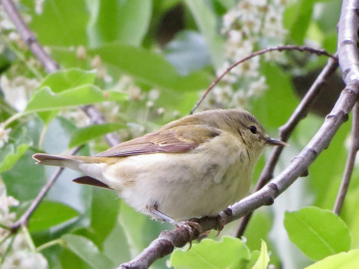 Tennessee Warbler - Jeanne-Marie Maher