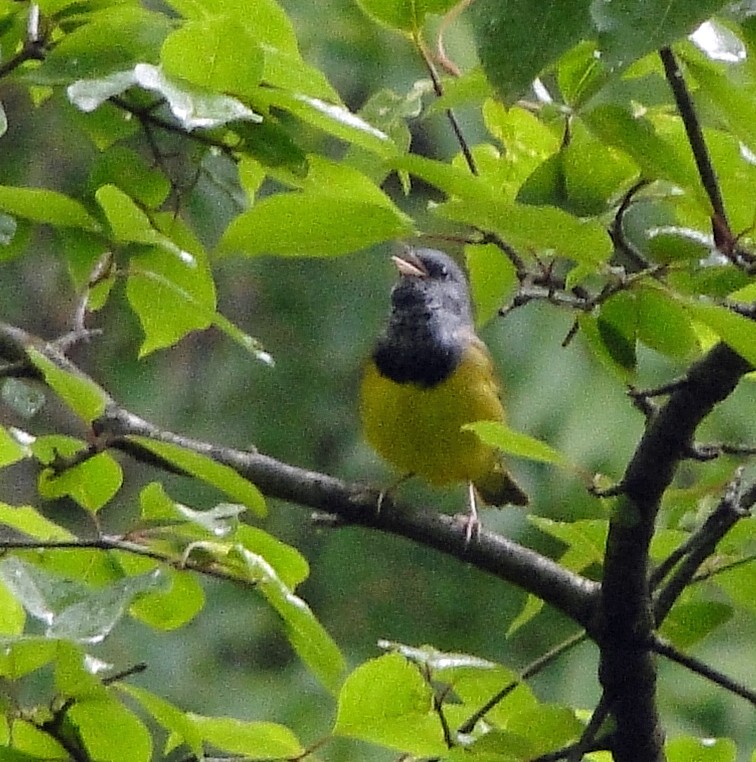 Mourning Warbler - ML161846631