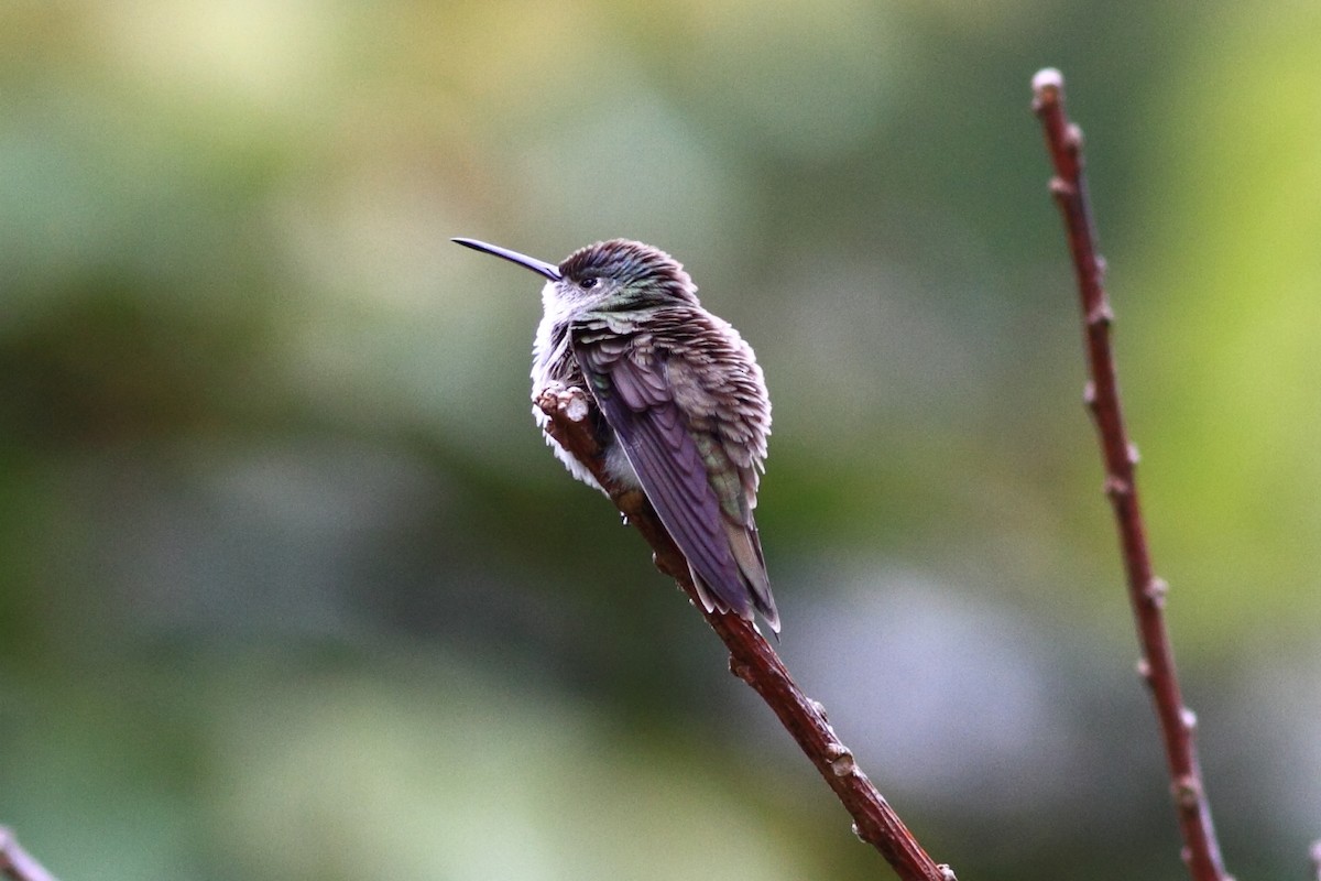 Azure-crowned Hummingbird - ML161846831