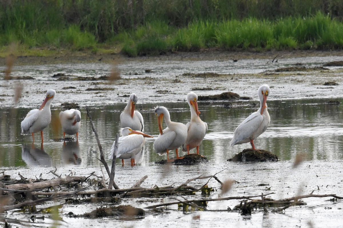 American White Pelican - ML161847401