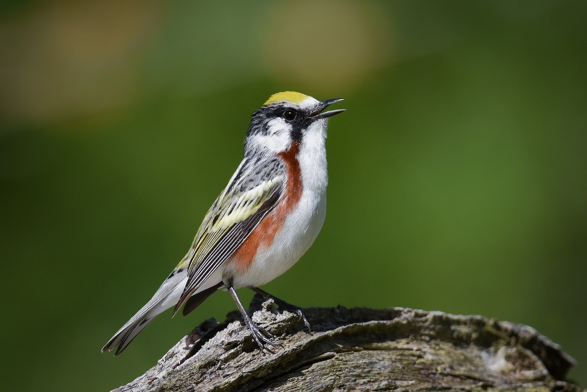 Chestnut-sided Warbler - ML161847791