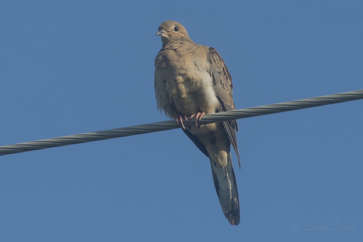 Mourning Dove - ML161848001