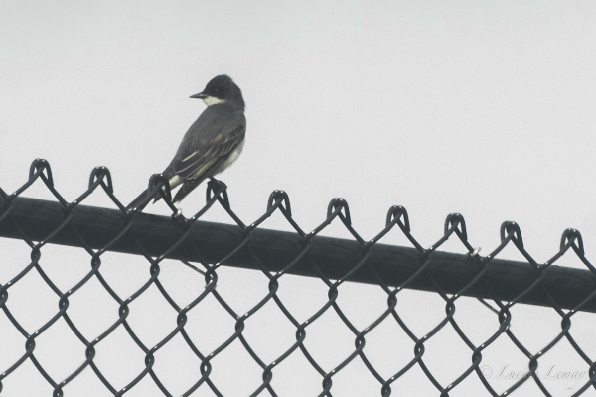 Eastern Kingbird - ML161848121