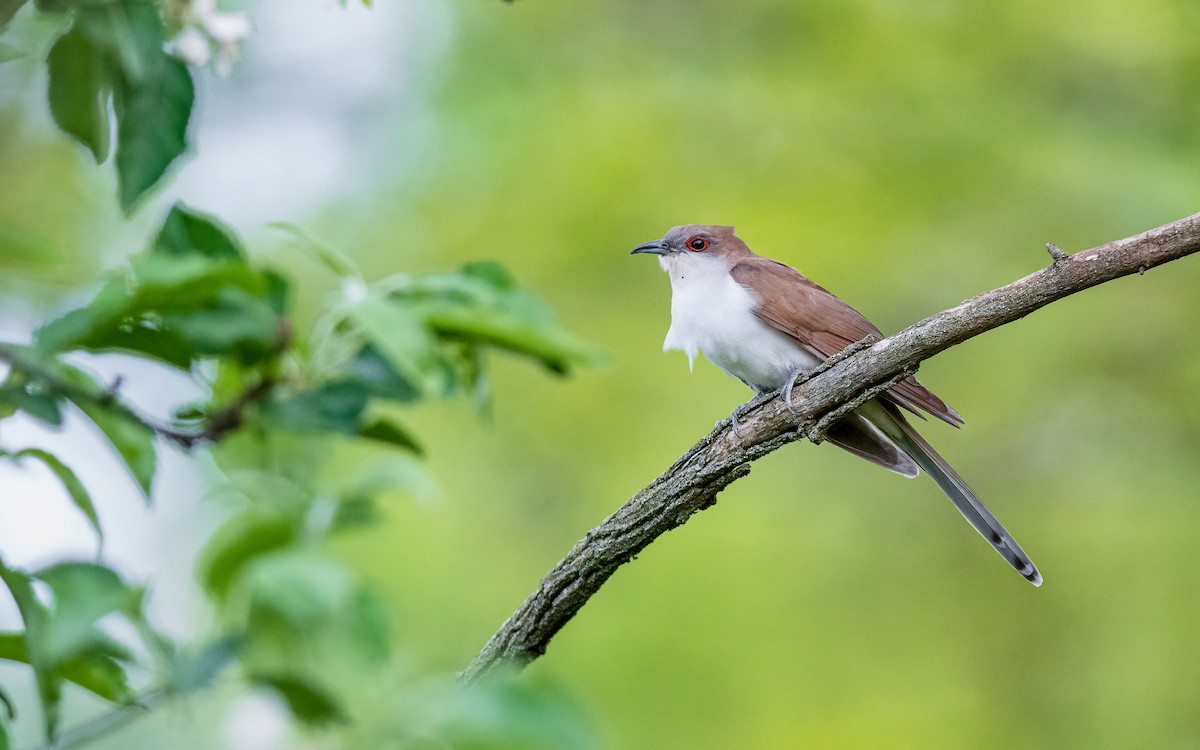 Black-billed Cuckoo - Kyle Tansley