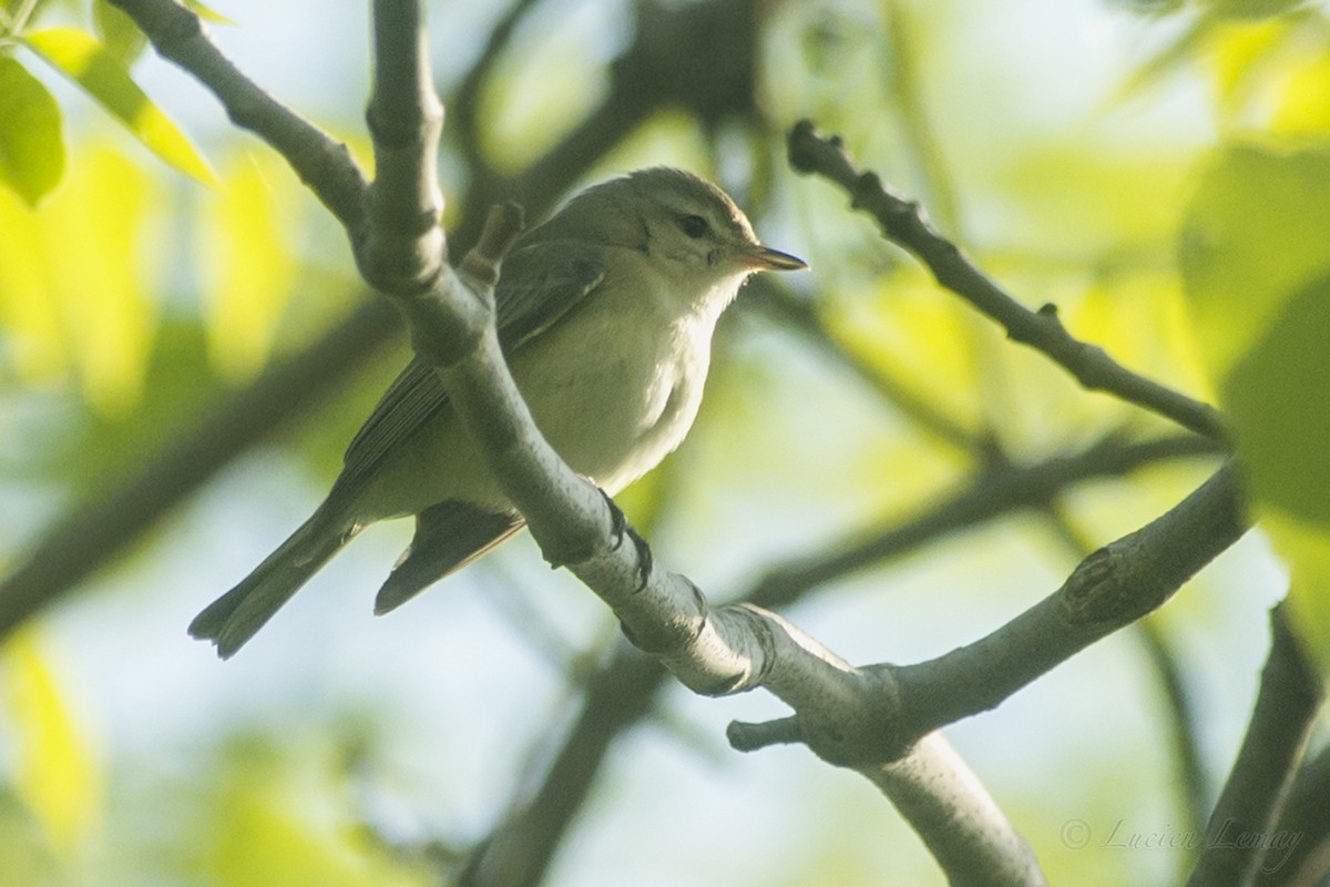 Warbling Vireo - ML161848171