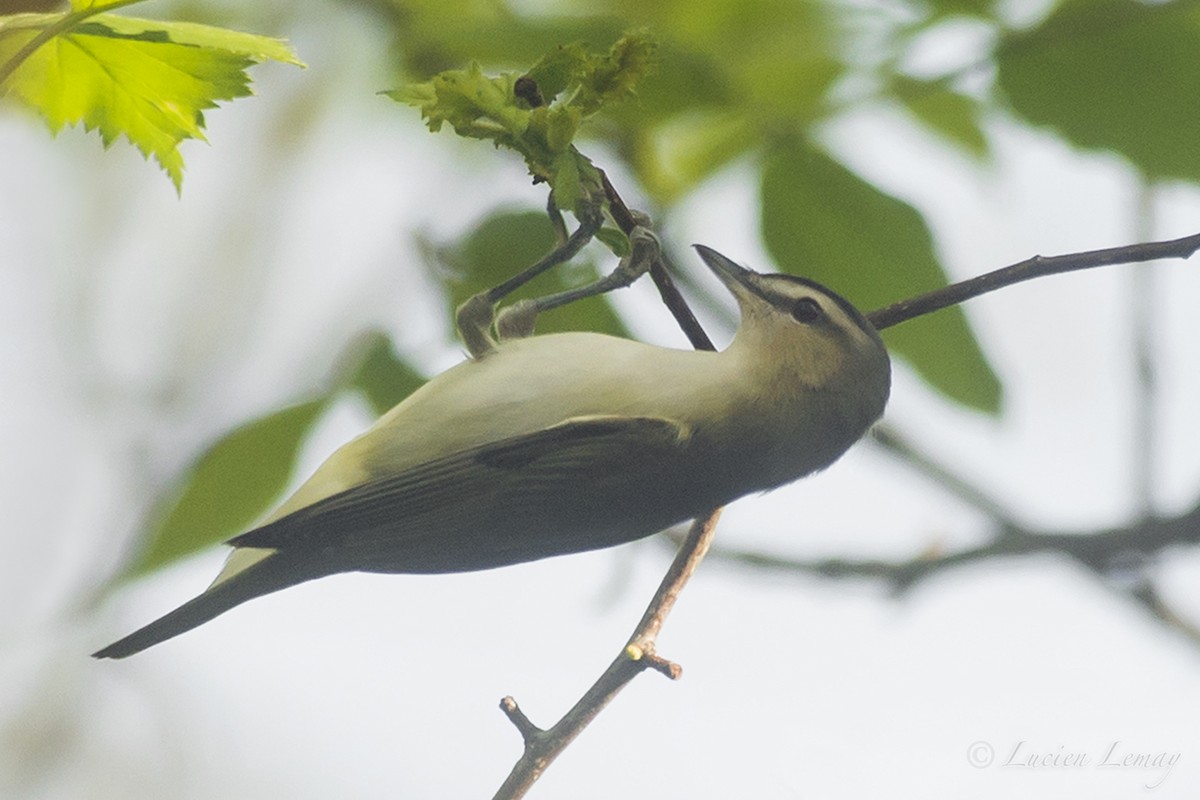 Red-eyed Vireo - ML161848231