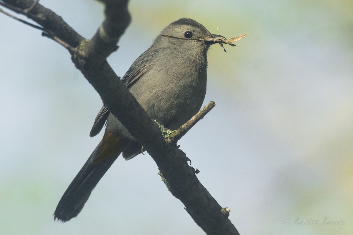 Gray Catbird - ML161848351