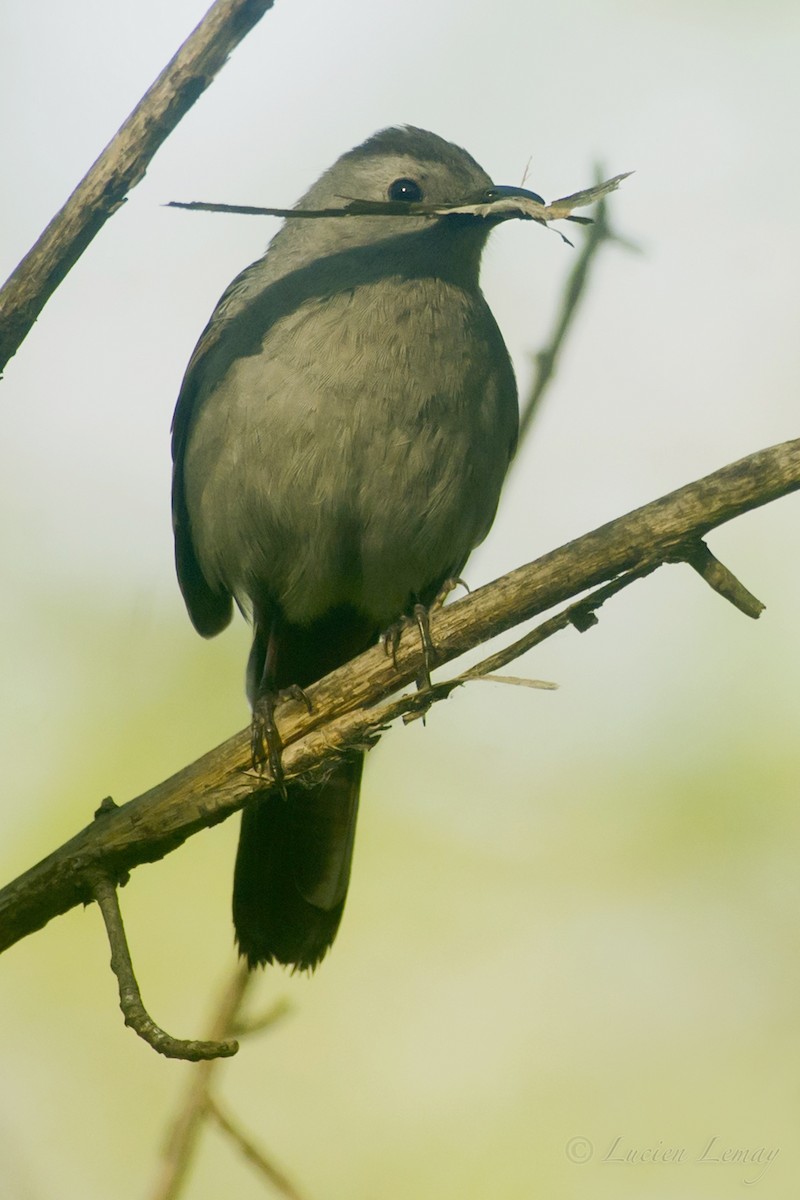 Gray Catbird - ML161848371