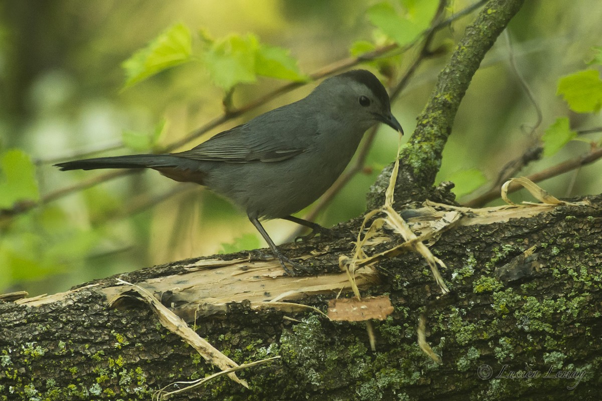 Gray Catbird - ML161848391