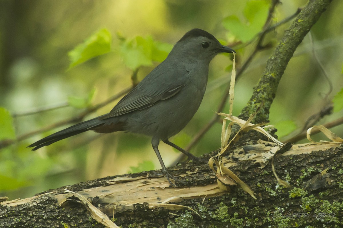 Gray Catbird - ML161848461