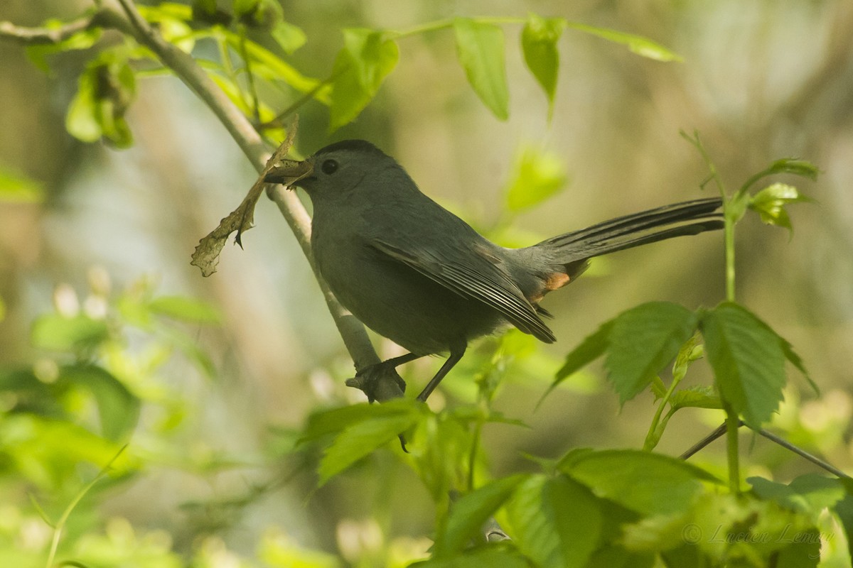 Gray Catbird - ML161848471