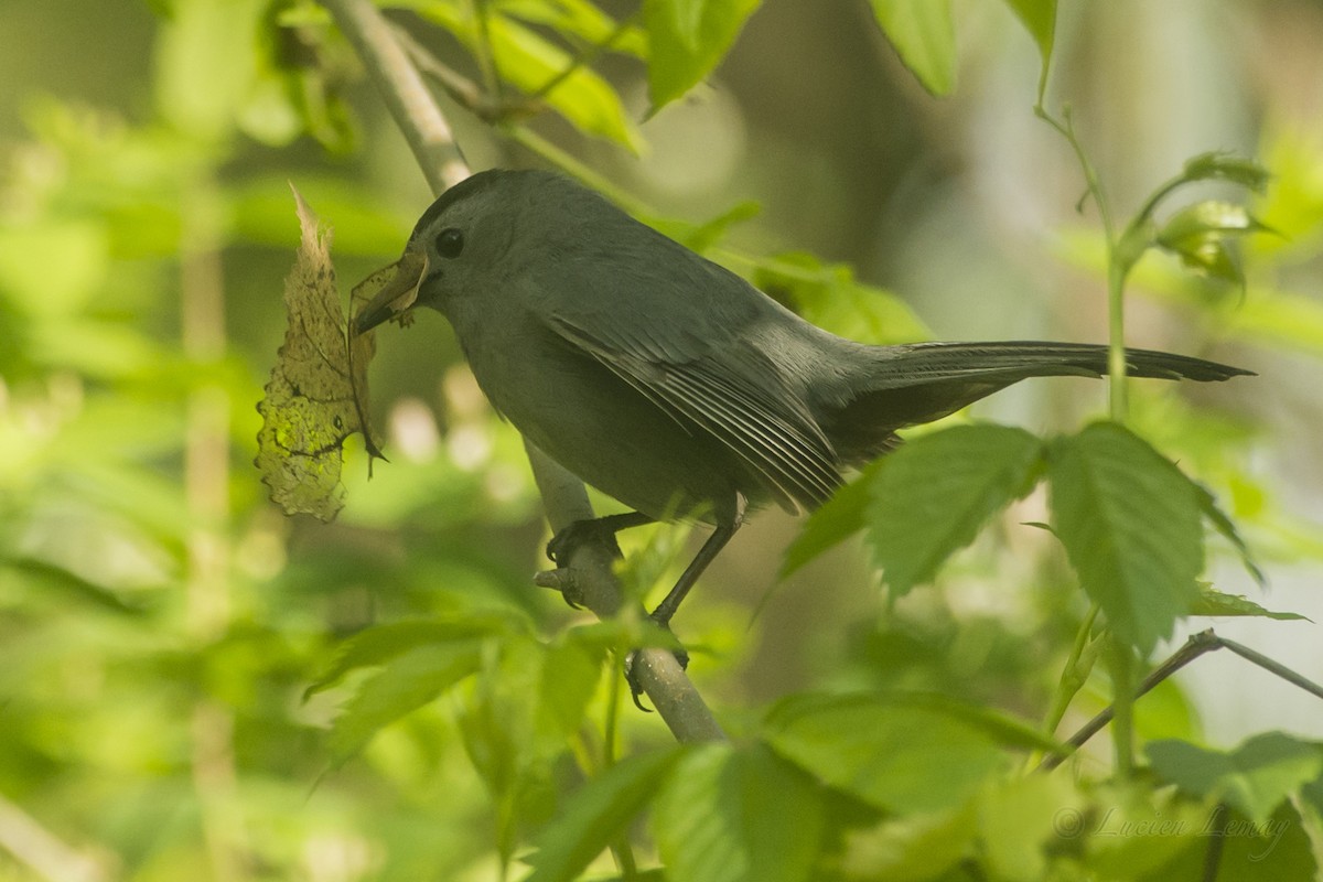 Gray Catbird - ML161848501