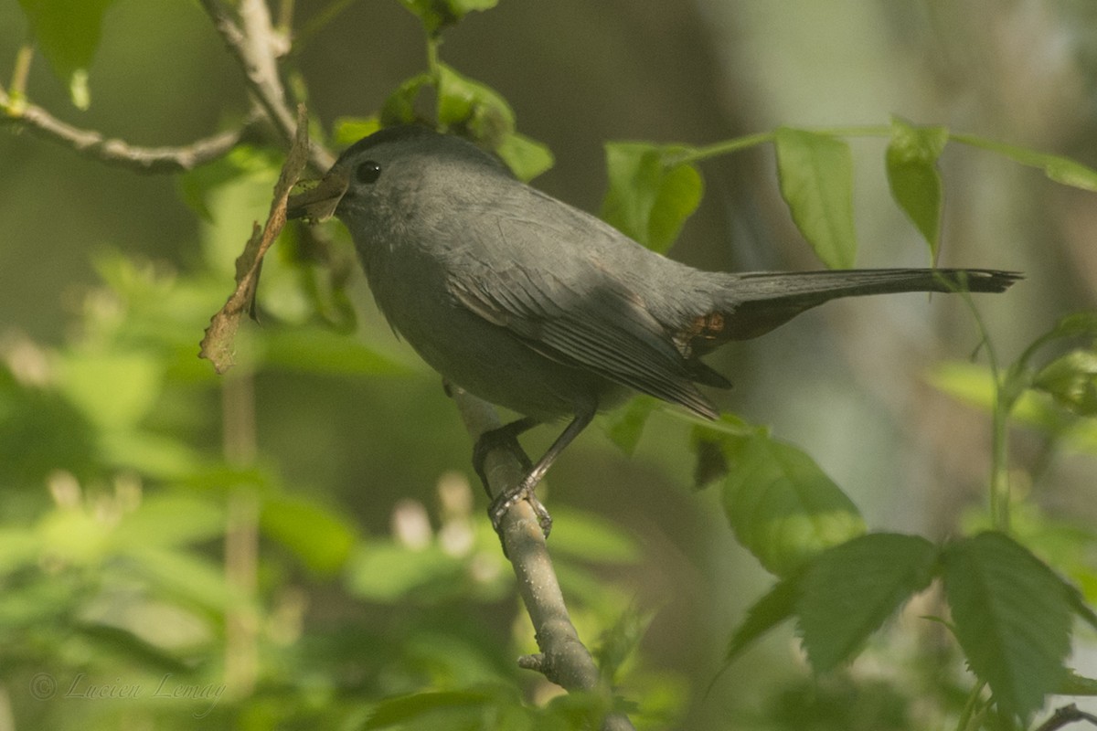 Gray Catbird - ML161848521