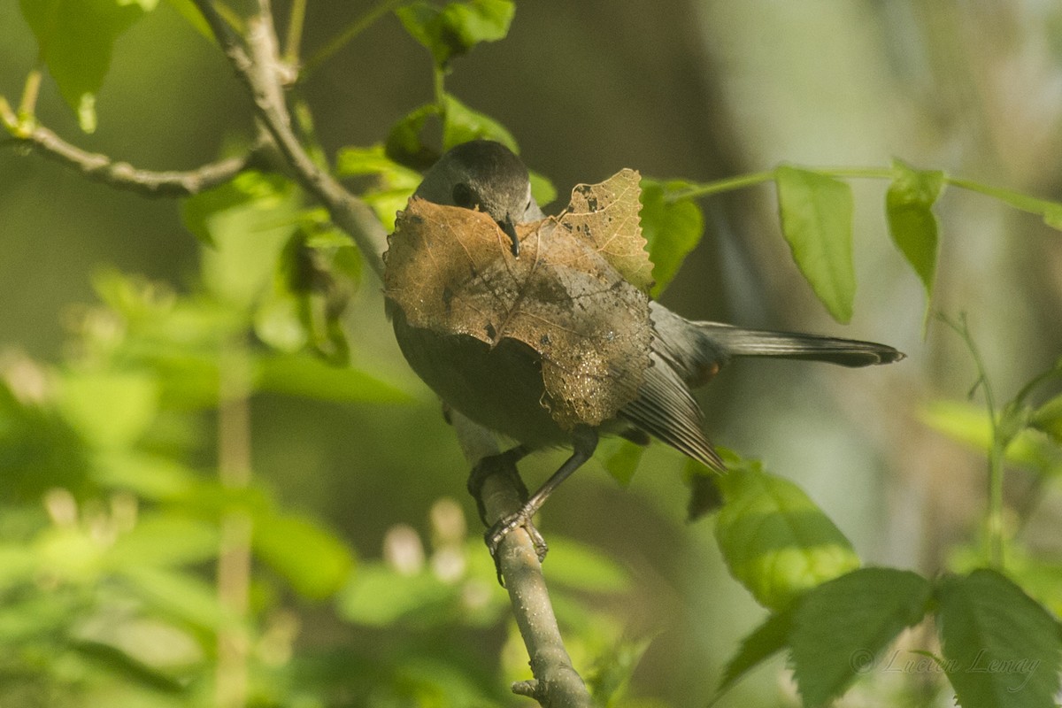 Gray Catbird - ML161848551