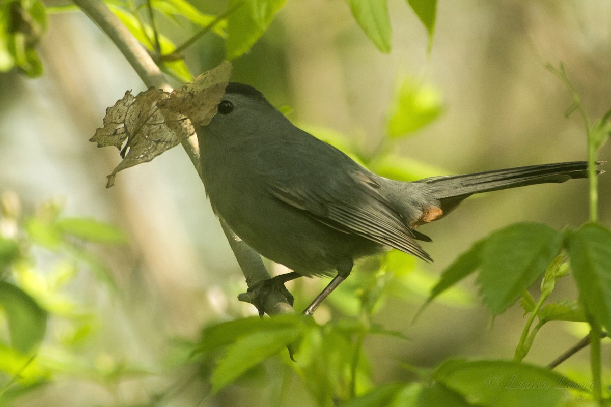 Gray Catbird - ML161848571