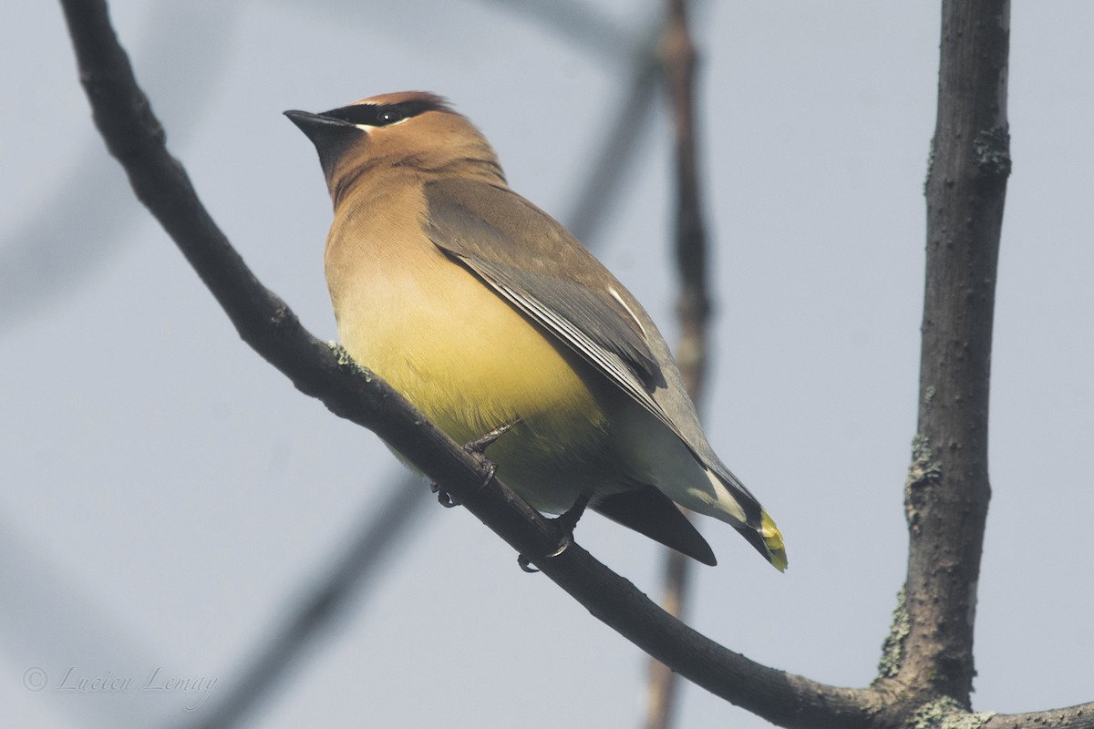 Cedar Waxwing - ML161848861