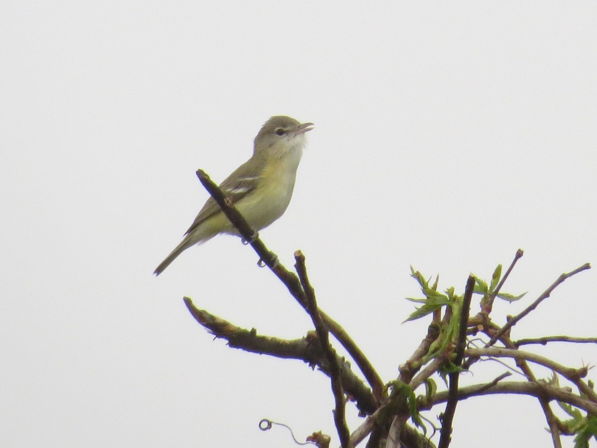 Vireo de Bell - ML161849101