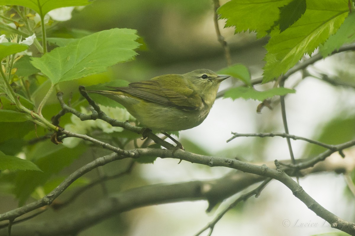 Tennessee Warbler - ML161849911