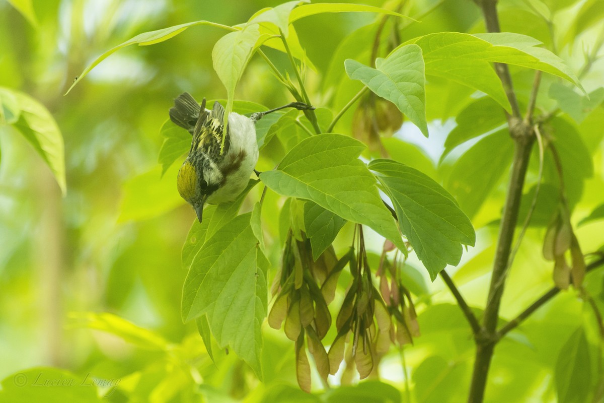 Chestnut-sided Warbler - Lucien Lemay