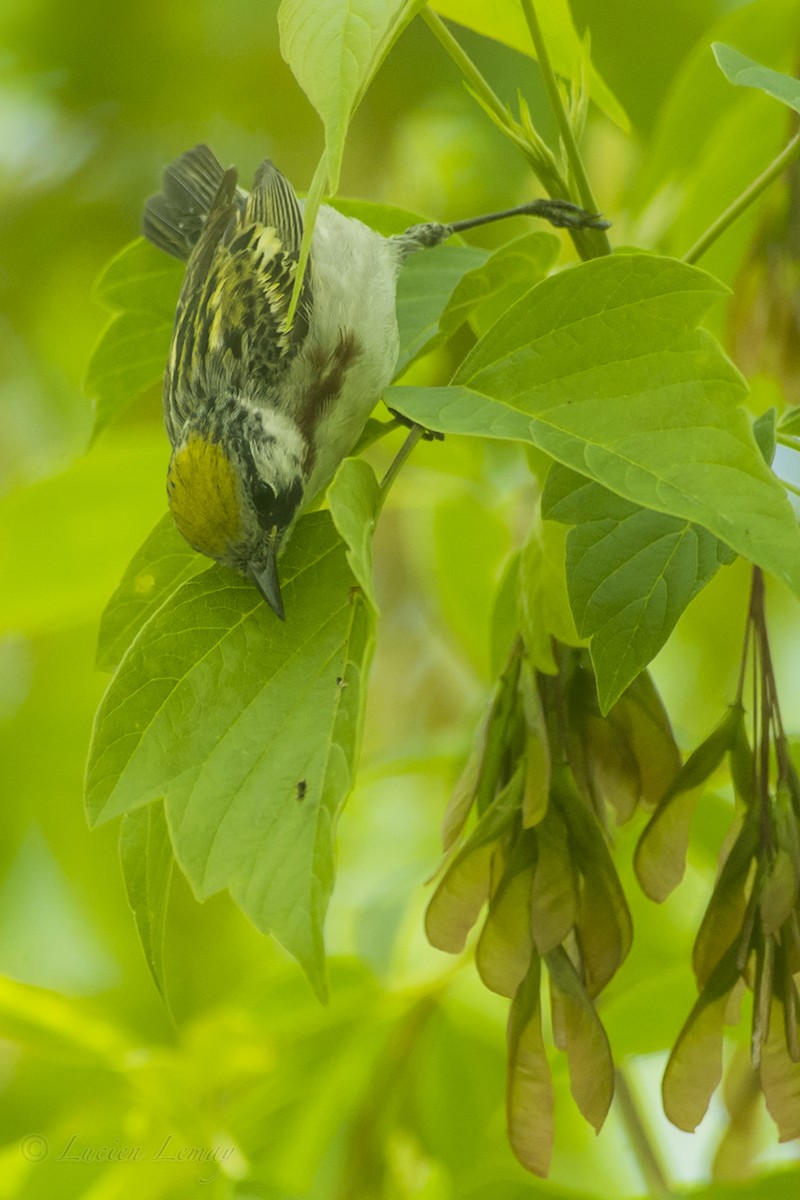 Chestnut-sided Warbler - ML161850131