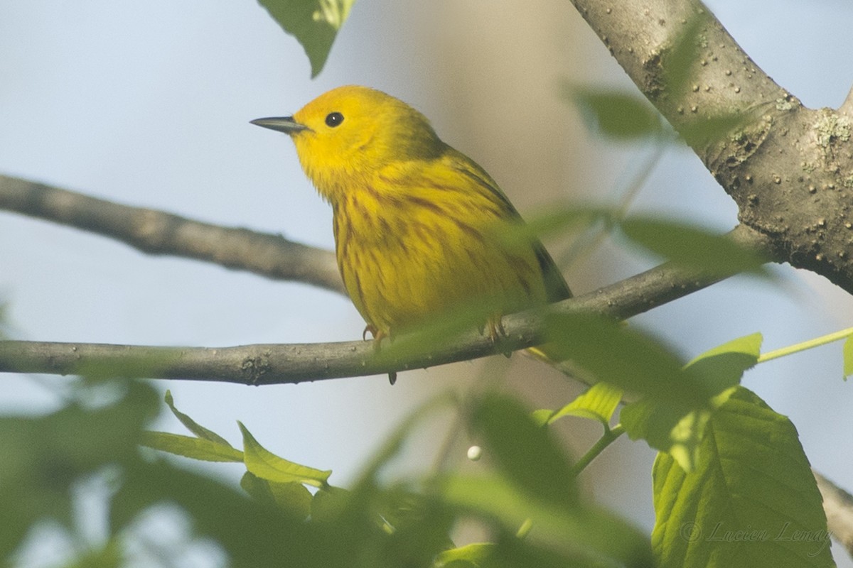 Yellow Warbler - ML161850151