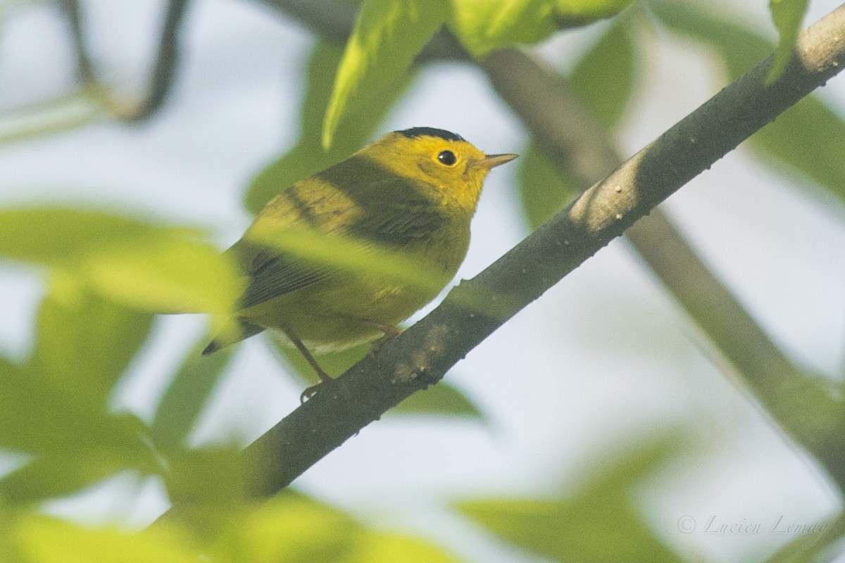 Wilson's Warbler - ML161850191