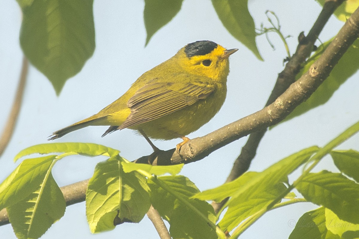 Wilson's Warbler - ML161850201