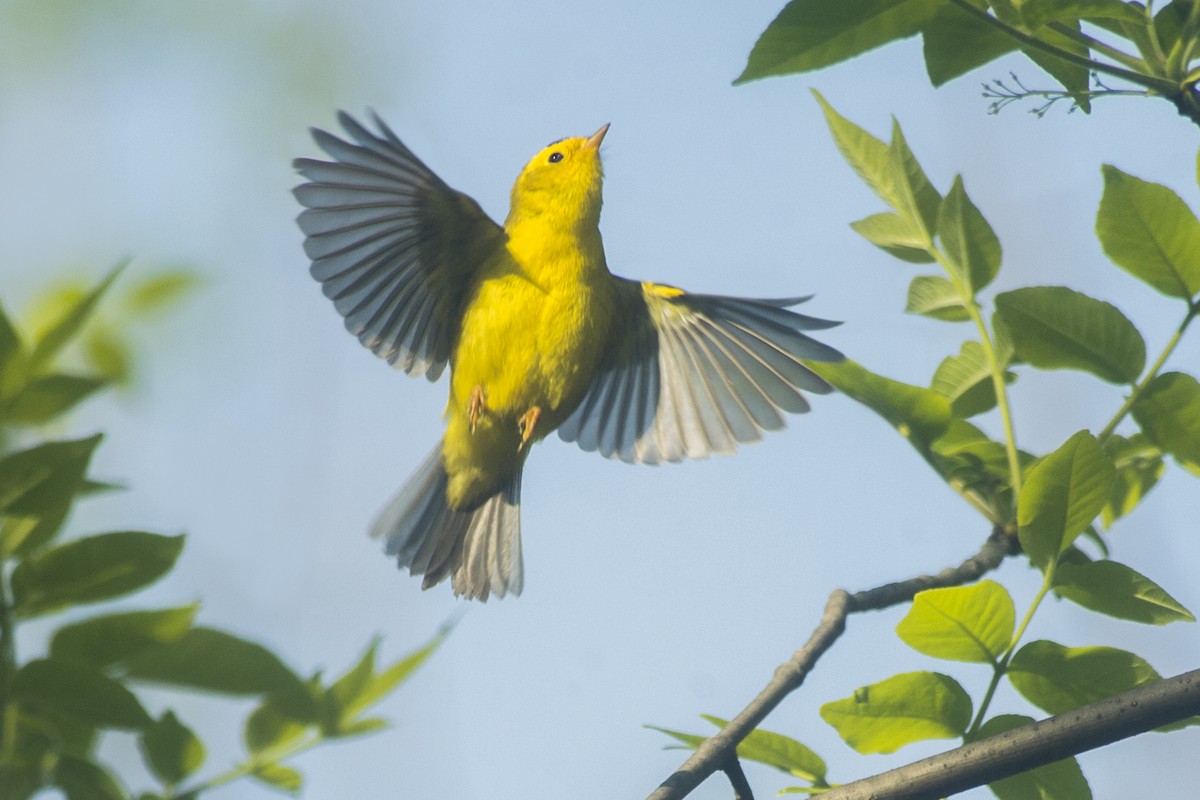 Wilson's Warbler - ML161850211