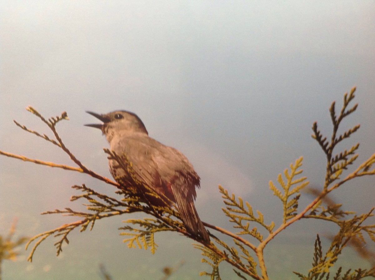 Gray Catbird - Alice Oliver