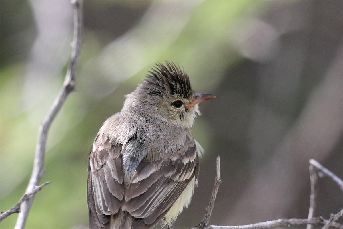 Northern Beardless-Tyrannulet - ML161851741