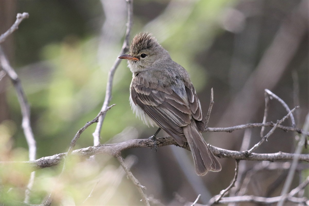 Northern Beardless-Tyrannulet - ML161851861