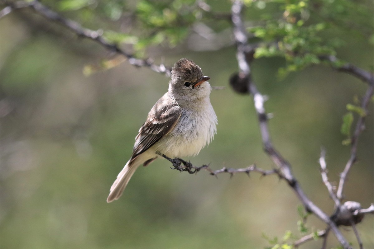 Northern Beardless-Tyrannulet - Bob Friedrichs