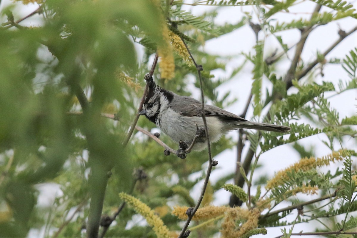 Bridled Titmouse - ML161851931