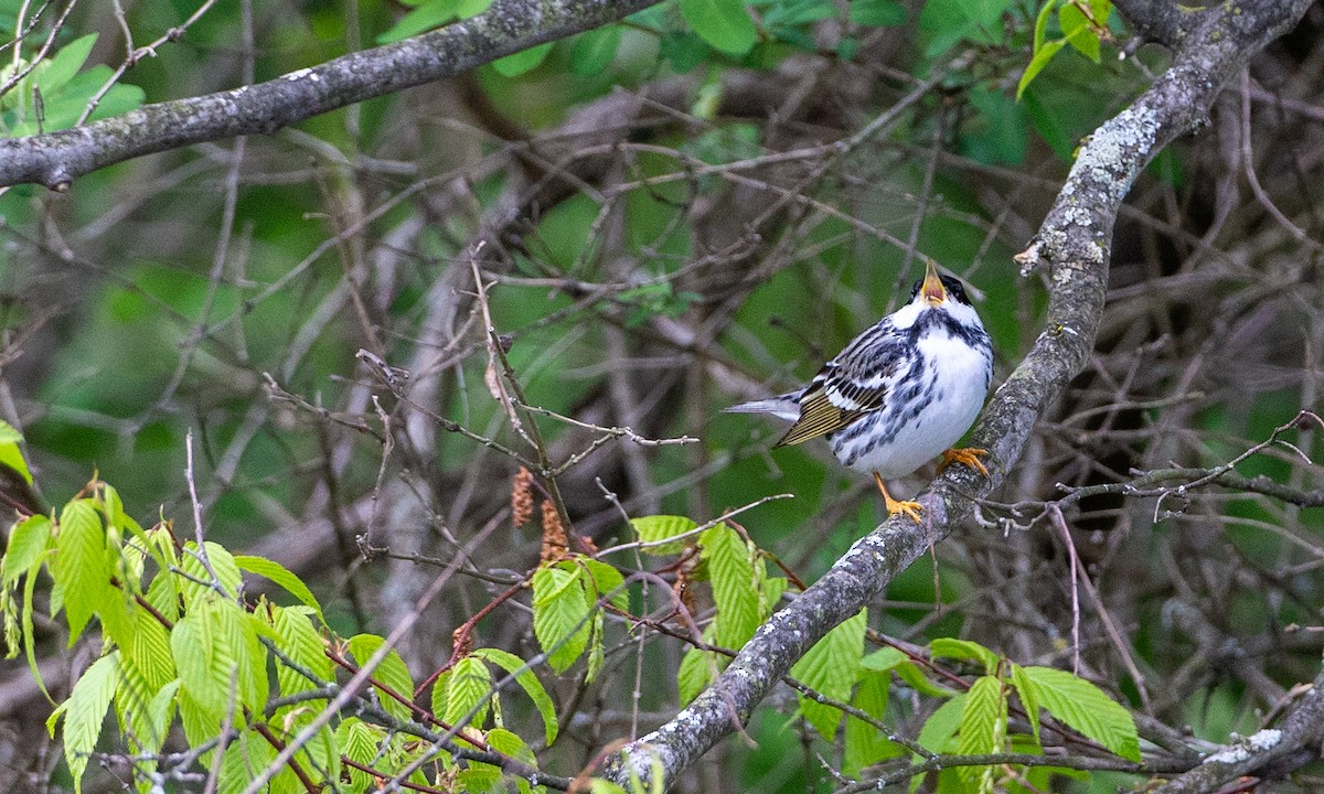 Blackpoll Warbler - ML161854141