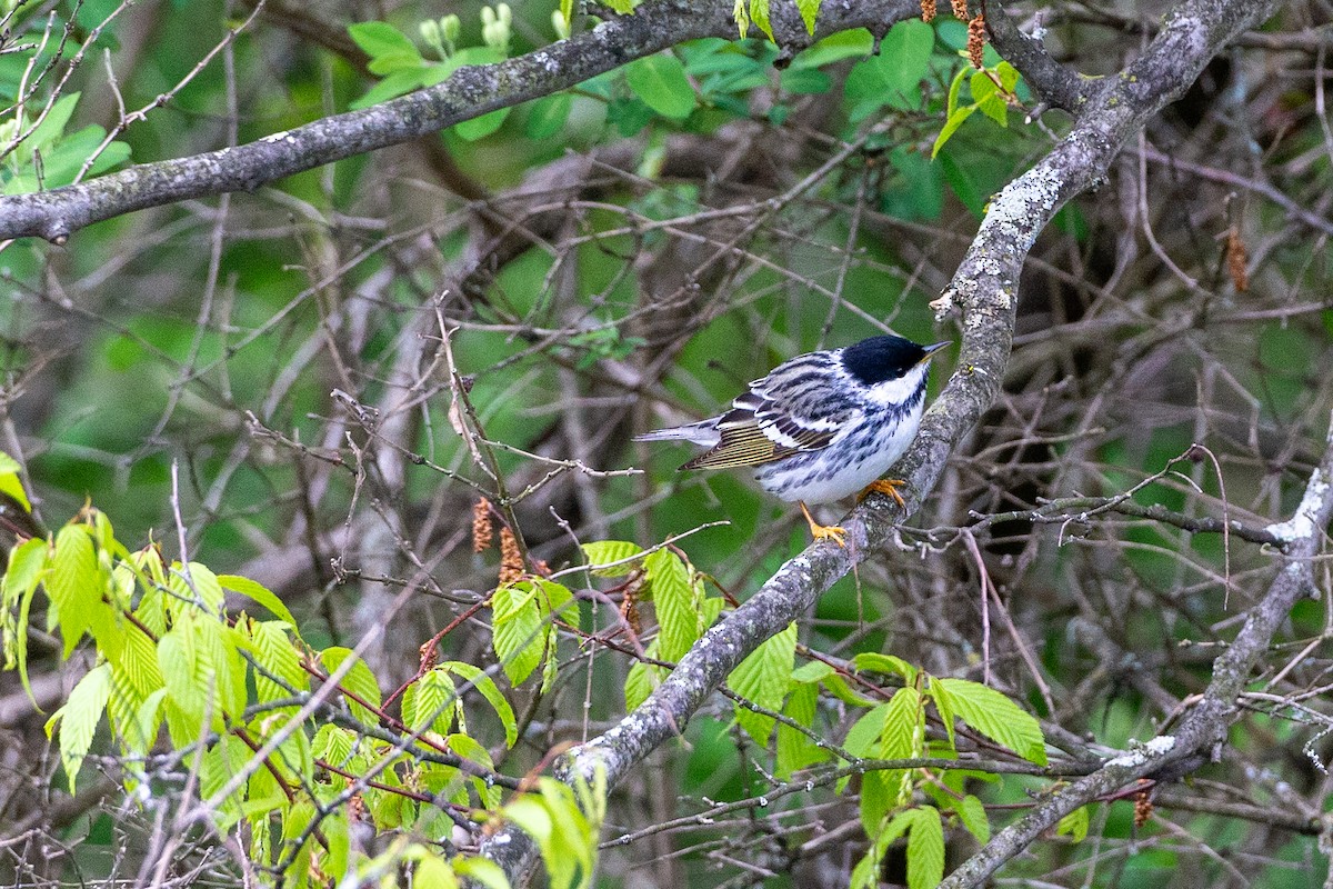 Blackpoll Warbler - ML161854161