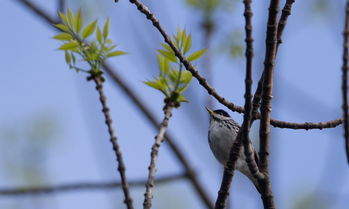 Blackpoll Warbler - ML161854171